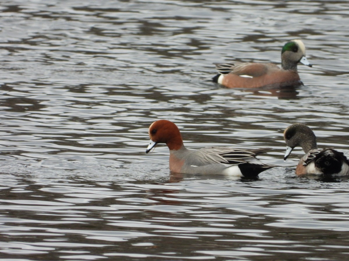 Eurasian Wigeon - ML646314191