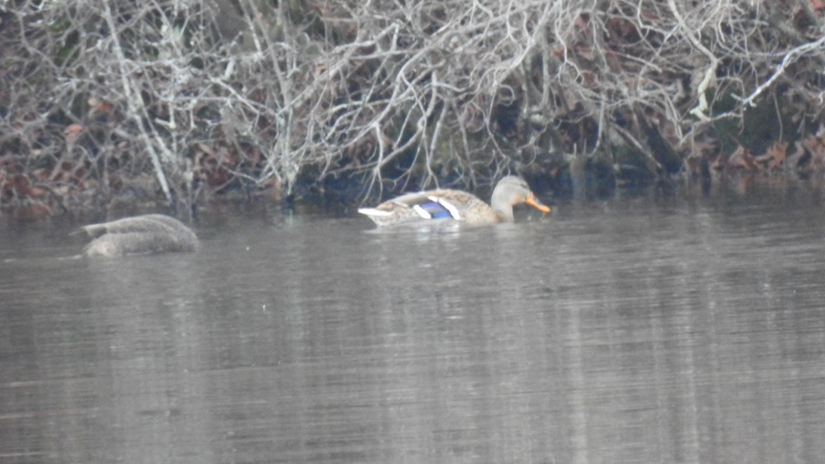 Mallard - ML646314195