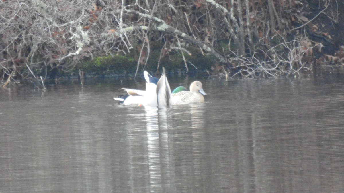 Mallard - ML646314202