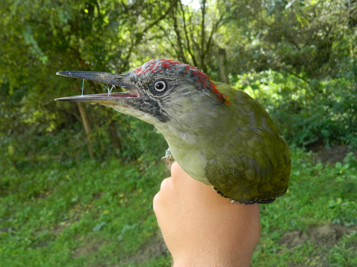 Eurasian Green Woodpecker - ML646314206