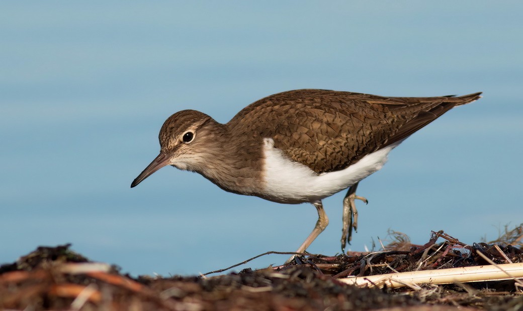 Common Sandpiper - ML646314211