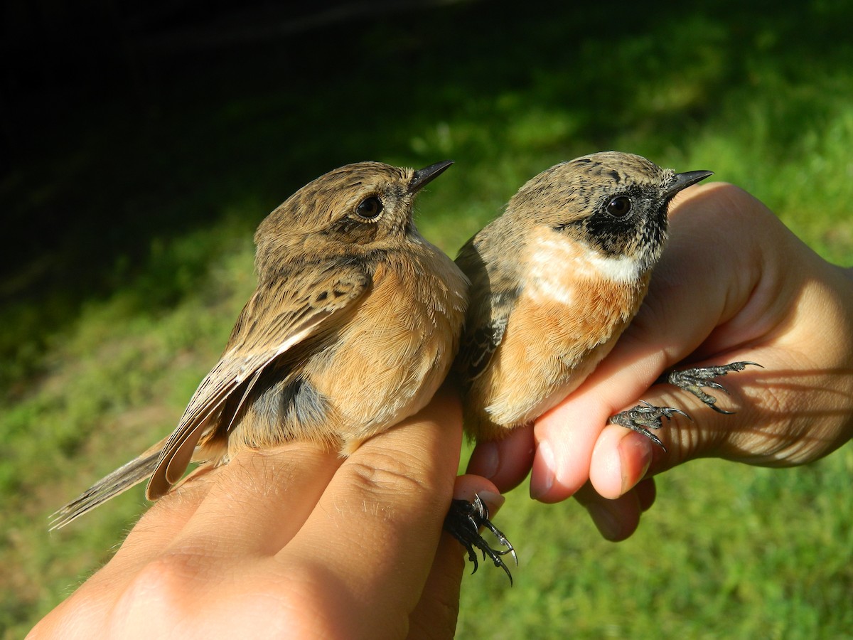 European Stonechat - ML646314215