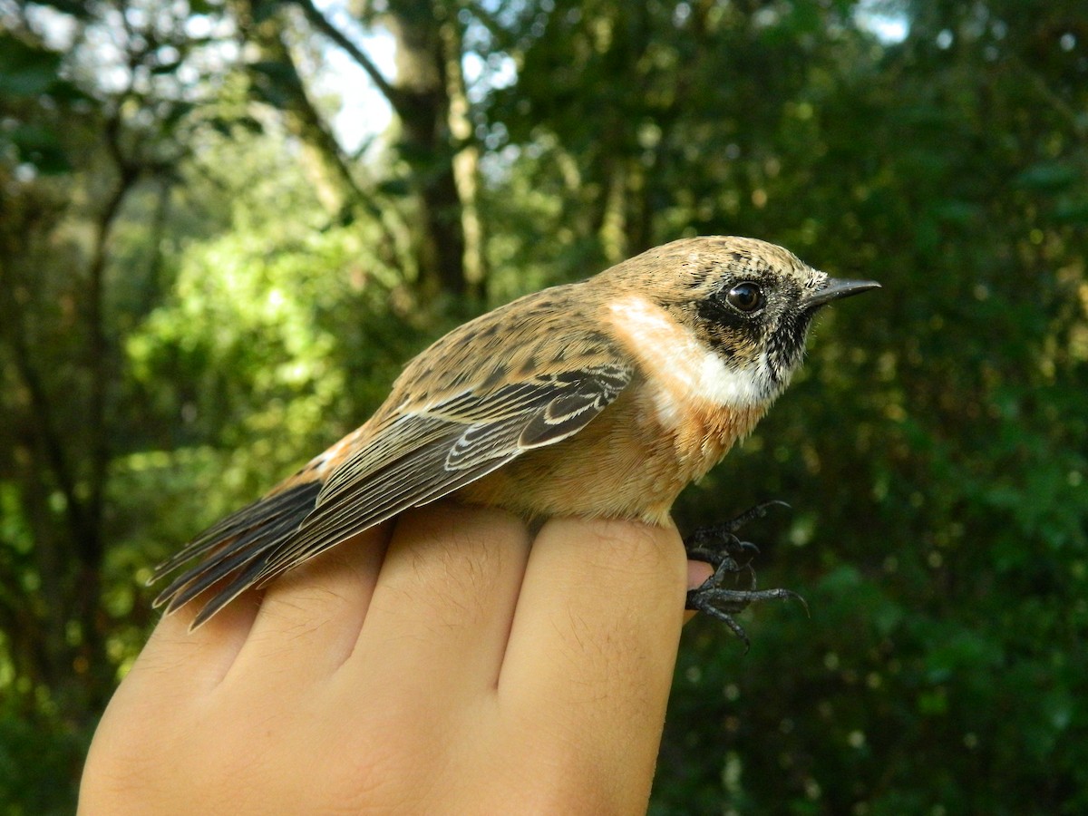European Stonechat - ML646314216