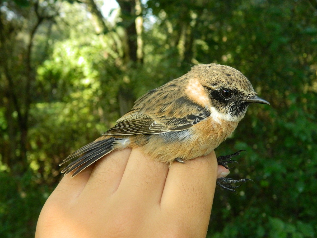 European Stonechat - ML646314218