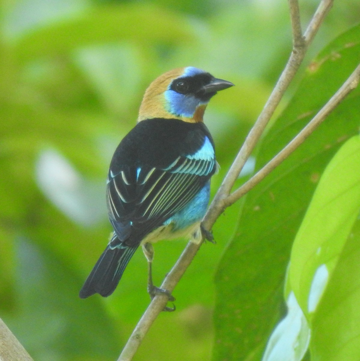 Golden-hooded Tanager - ML646314220