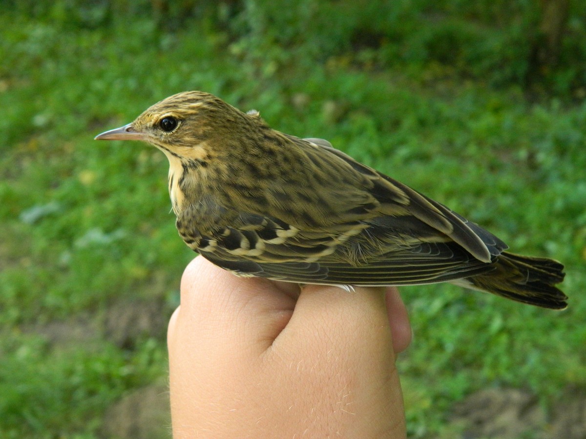 Tree Pipit - ML646314221