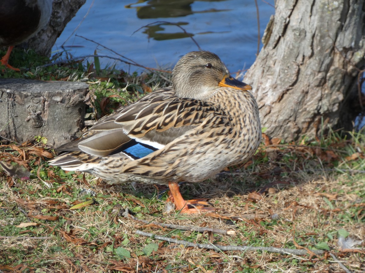 Mallard - ML646314222