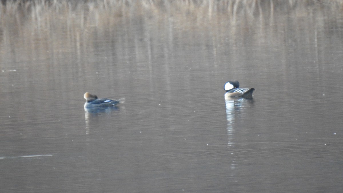 Hooded Merganser - ML646314226
