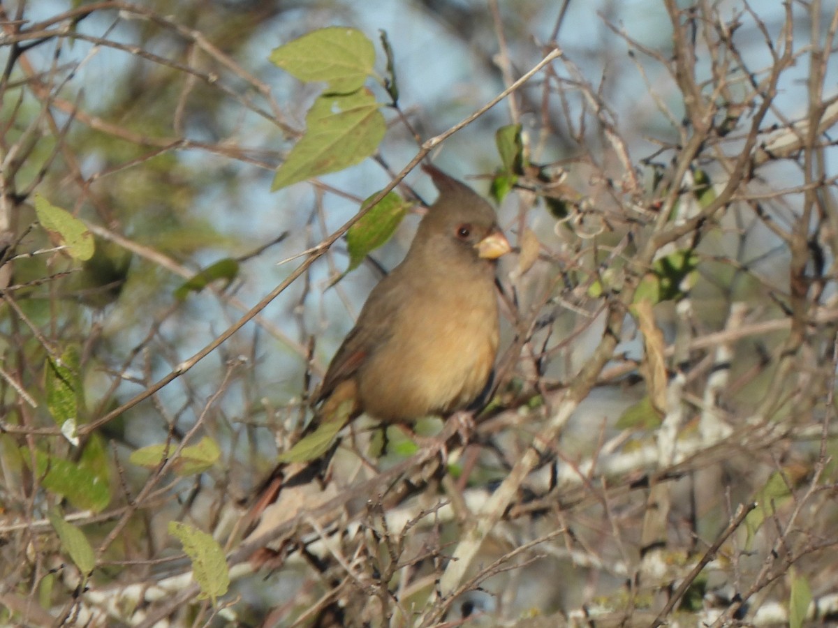 Pyrrhuloxia - ML646314231