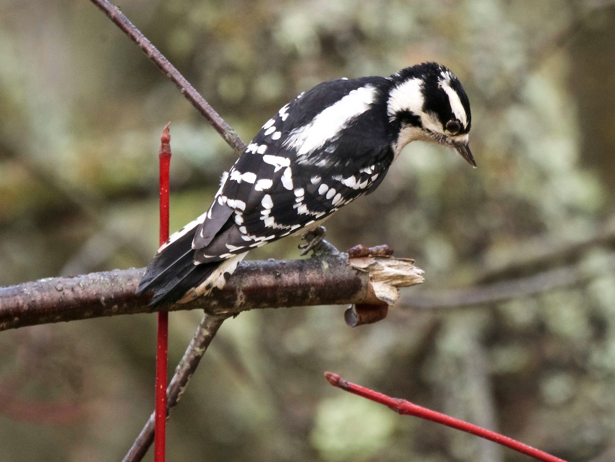 Downy Woodpecker - ML646314232