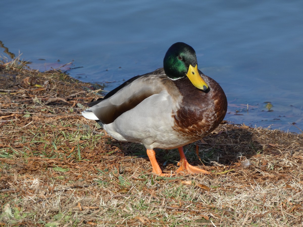Mallard - ML646314235