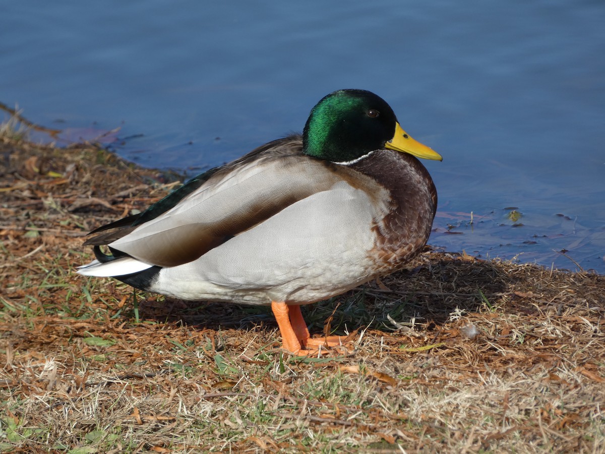 Mallard - ML646314240