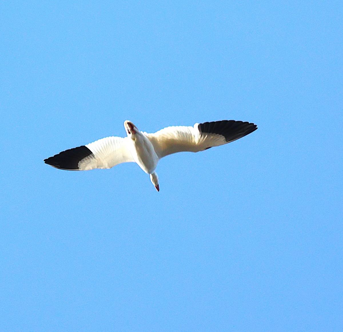 Snow Goose - ML646314243