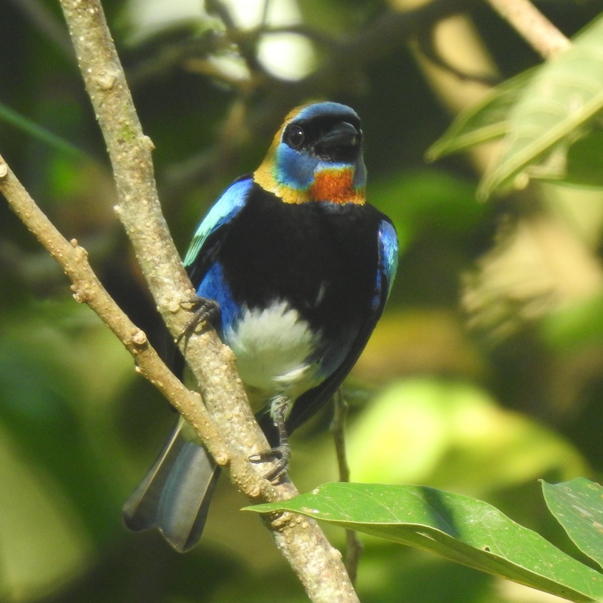 Golden-hooded Tanager - ML646314244