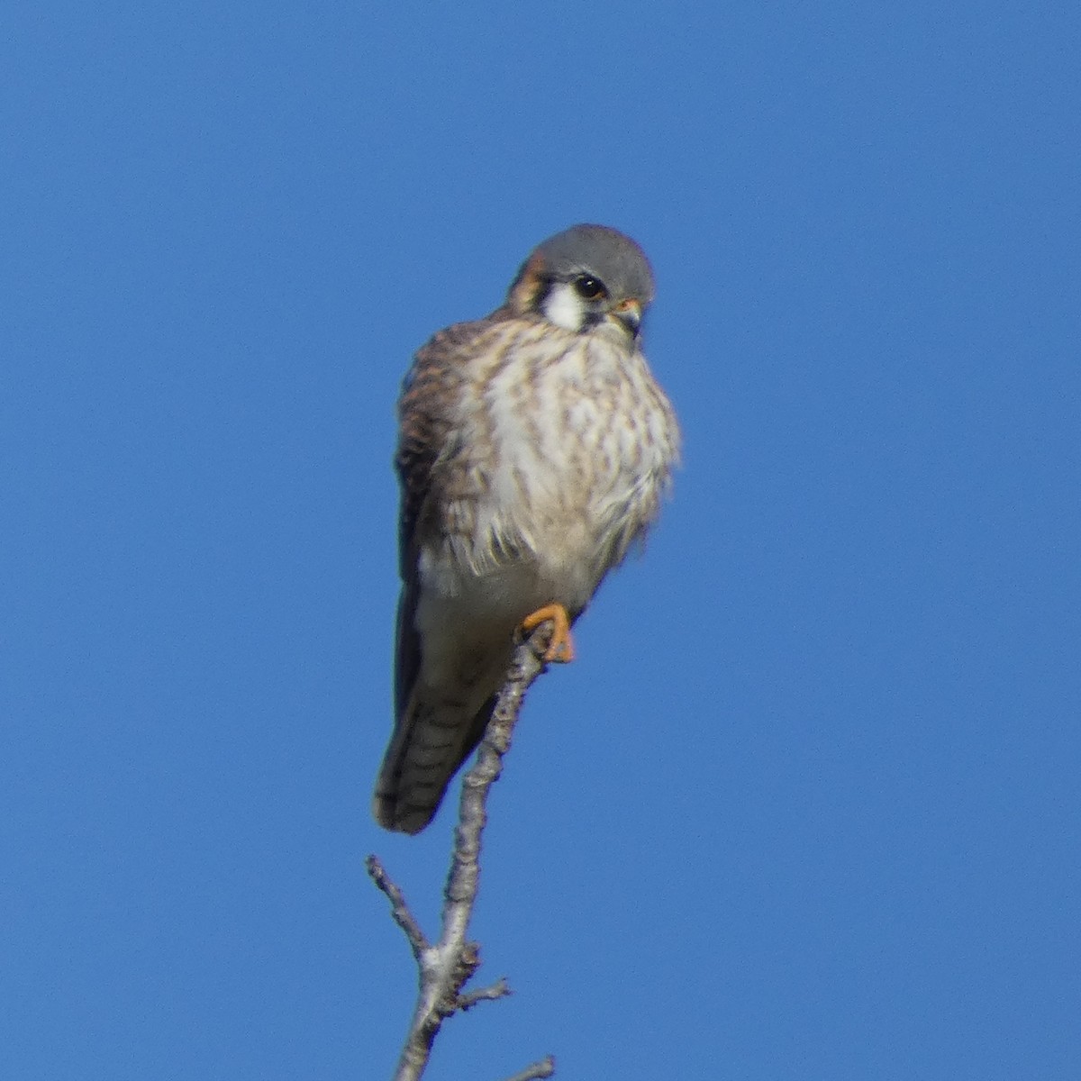 American Kestrel - ML646314245