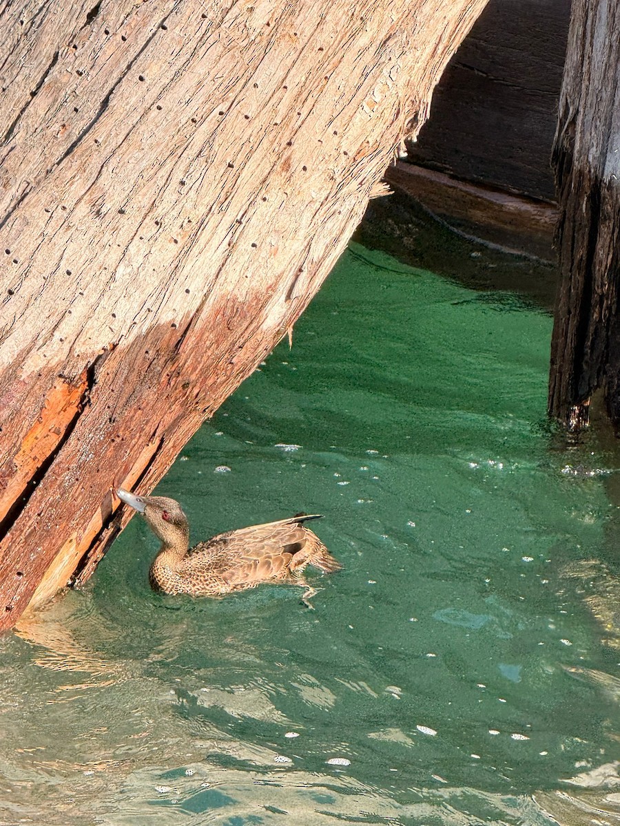 Chestnut Teal - ML646314246