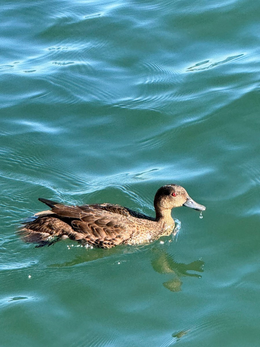 Chestnut Teal - ML646314247