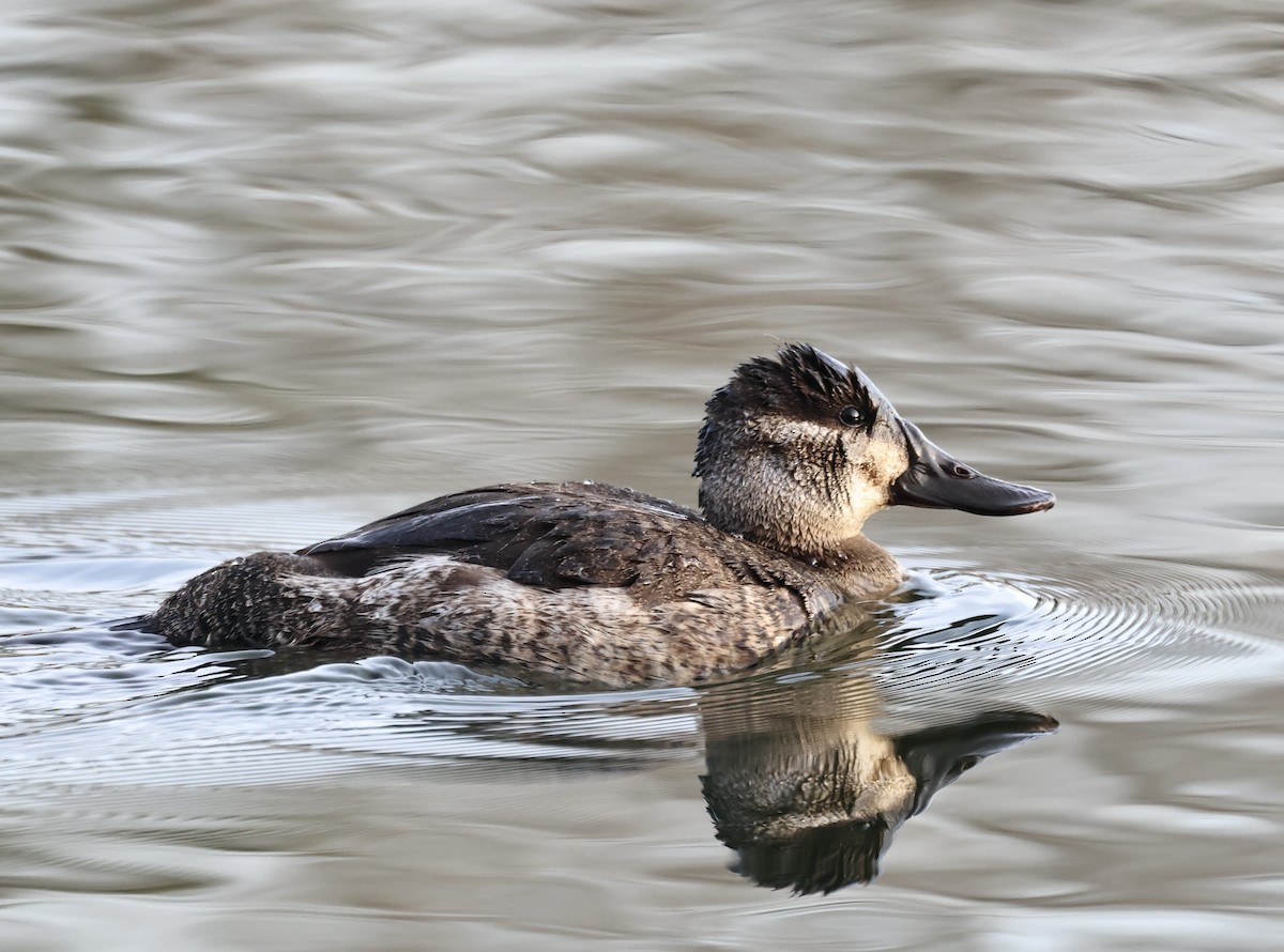 צחראש אדמוני - ML646314251