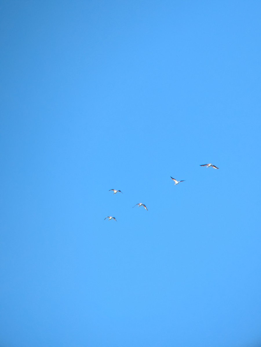 American White Pelican - ML646314253