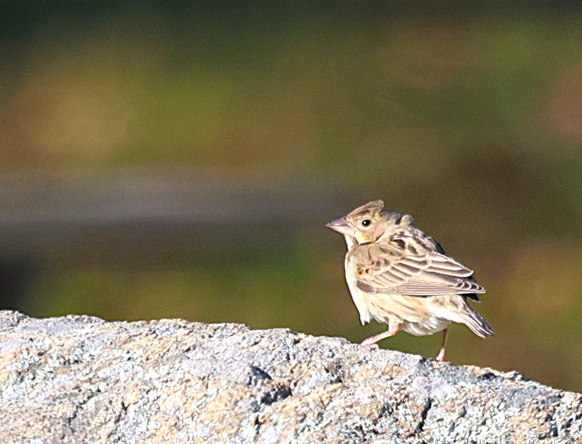 Dickcissel - ML646314254
