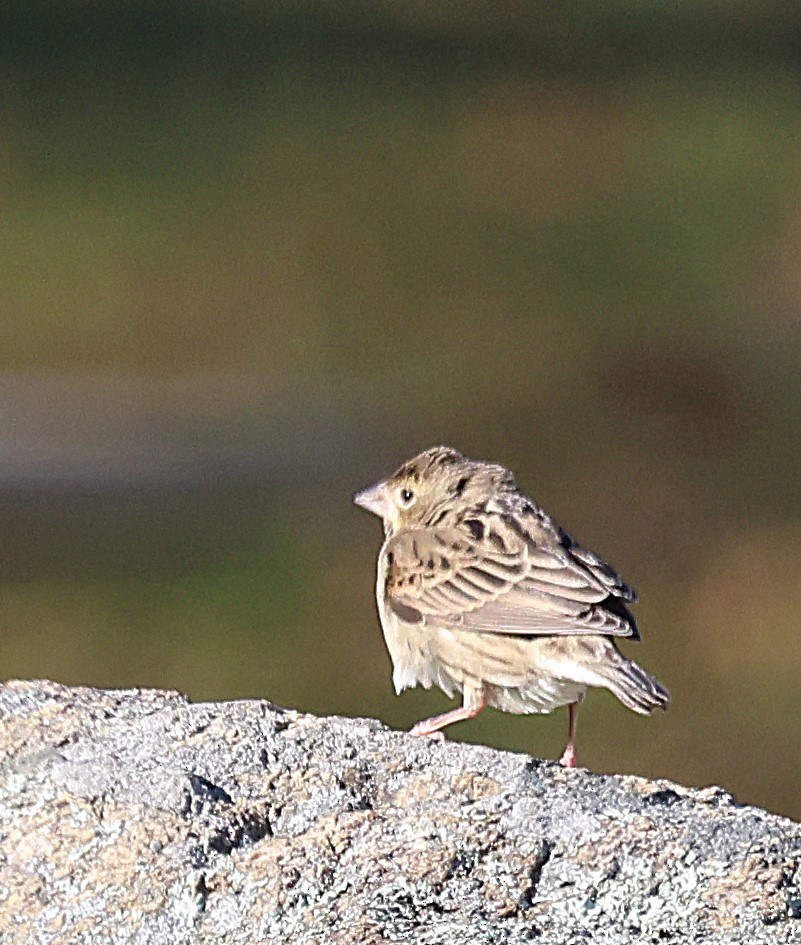 Dickcissel - ML646314255