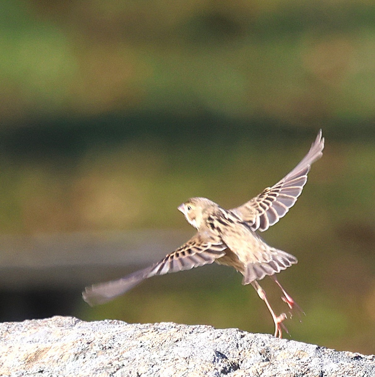 Dickcissel - ML646314256