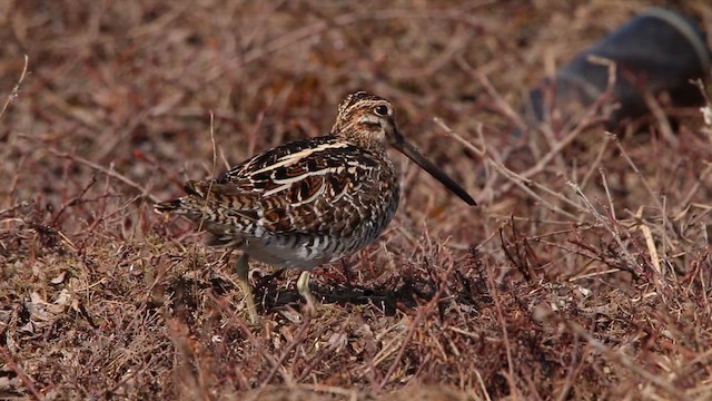Wilson's Snipe - ML646314258