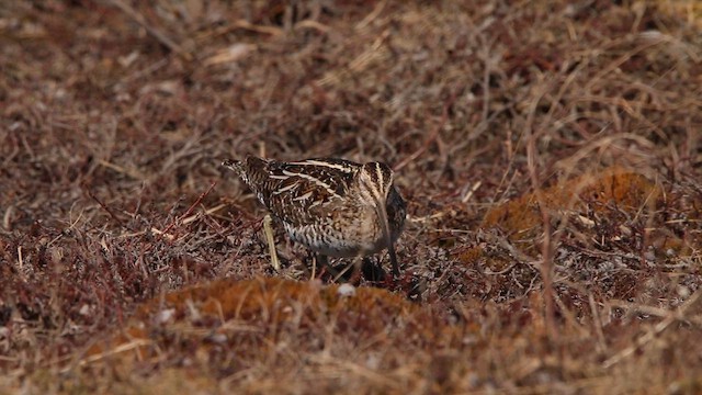 Wilson's Snipe - ML646314259