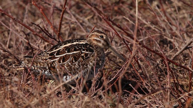 Wilson's Snipe - ML646314260