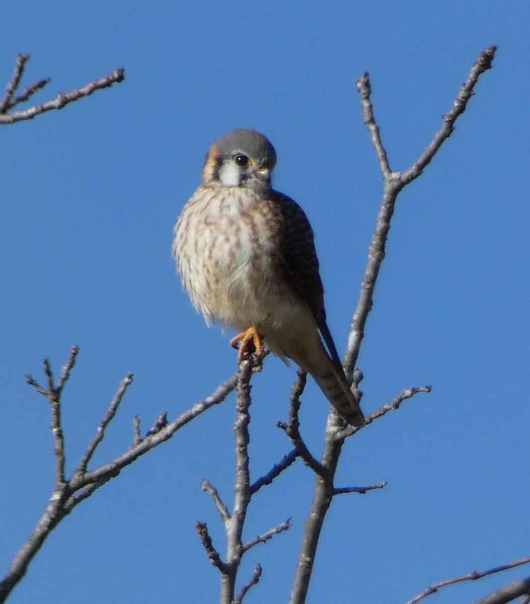 American Kestrel - ML646314261