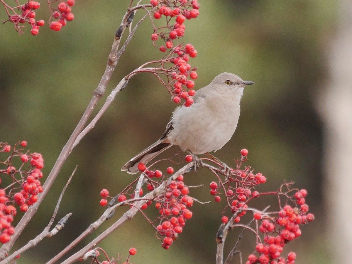 Northern Mockingbird - ML646314263