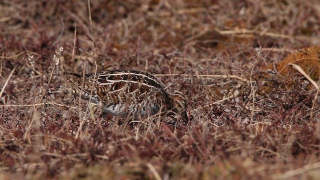 Wilson's Snipe - ML646314264