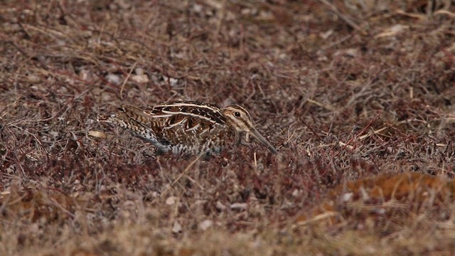 Wilson's Snipe - ML646314265