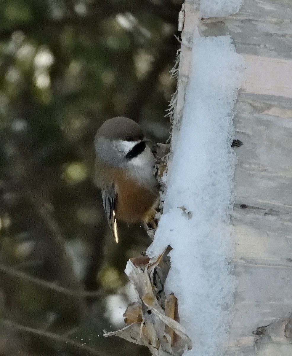 Boreal Chickadee - ML646314266
