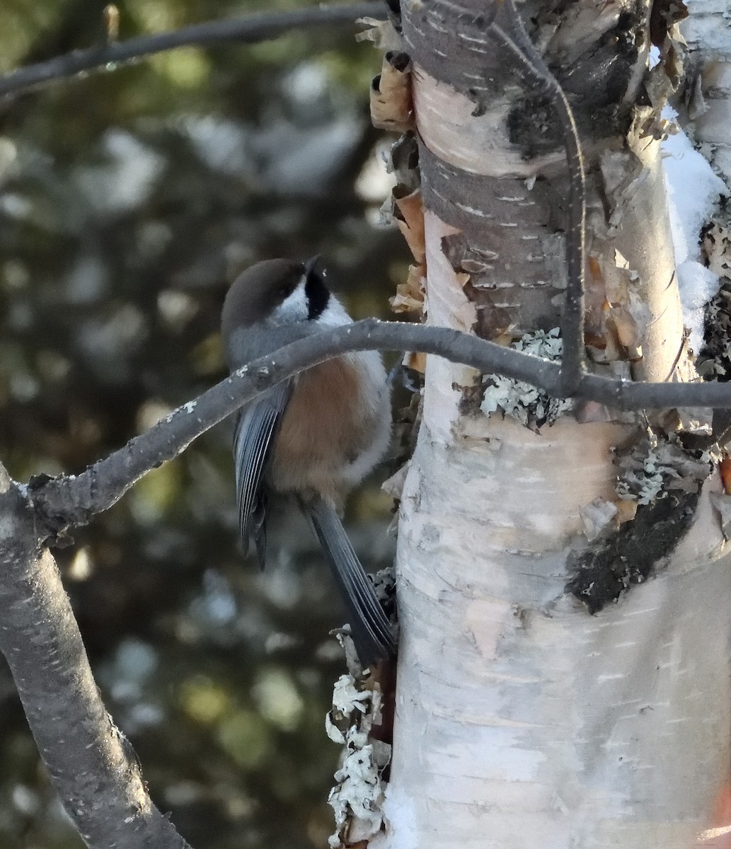 Boreal Chickadee - ML646314267