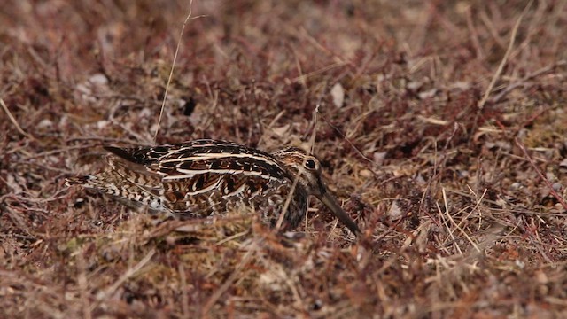 Wilson's Snipe - ML646314268