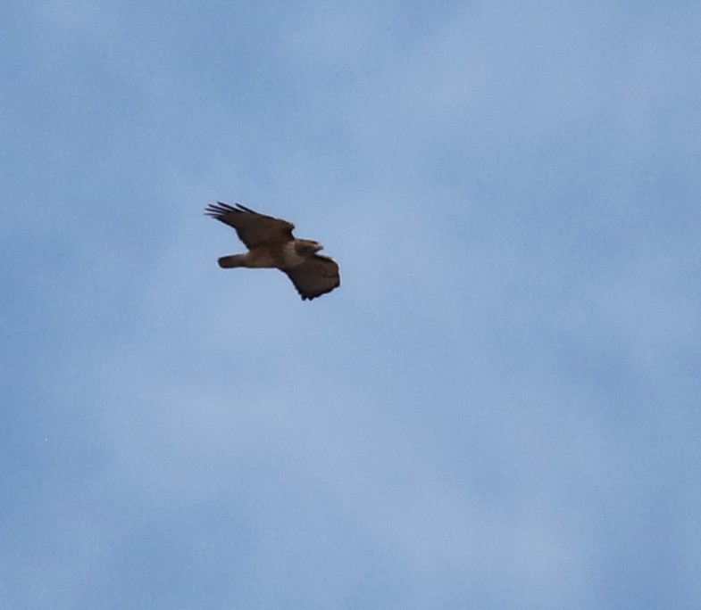 Red-tailed Hawk - ML646314269