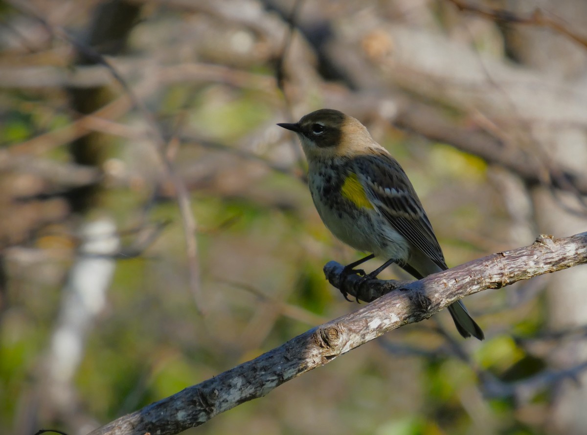 lesňáček žlutoskvrnný - ML646314271