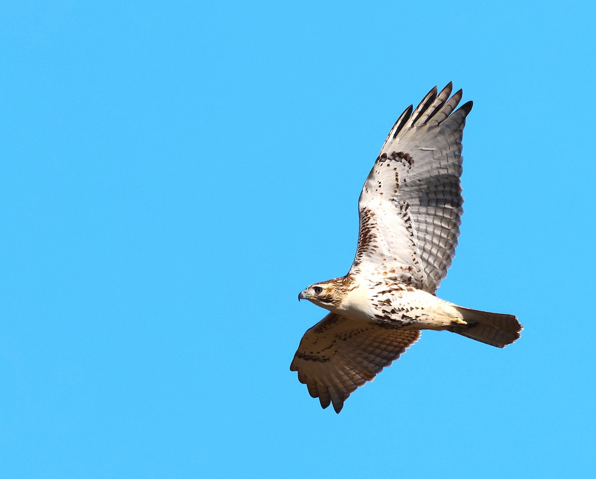 Red-tailed Hawk - ML646314272