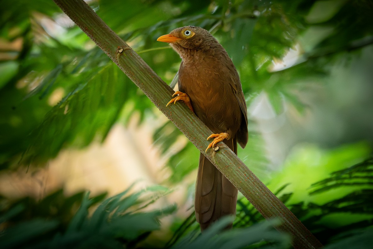 Orange-billed Babbler - ML646314274