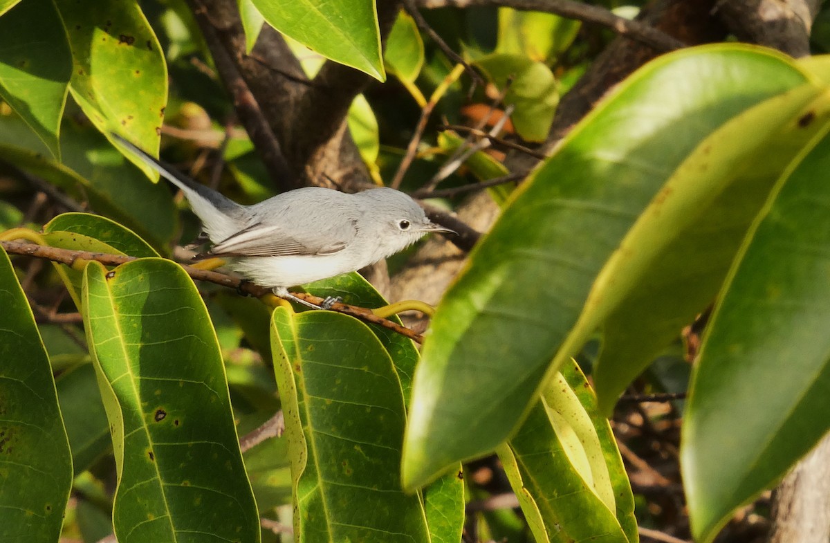 leskot modrošedý - ML646314277