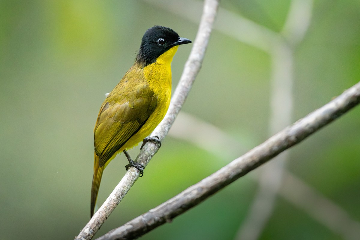 Black-capped Bulbul - ML646314278