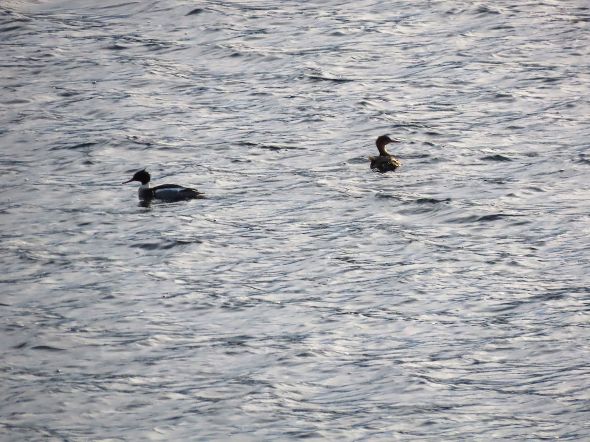 Red-breasted Merganser - ML646314279