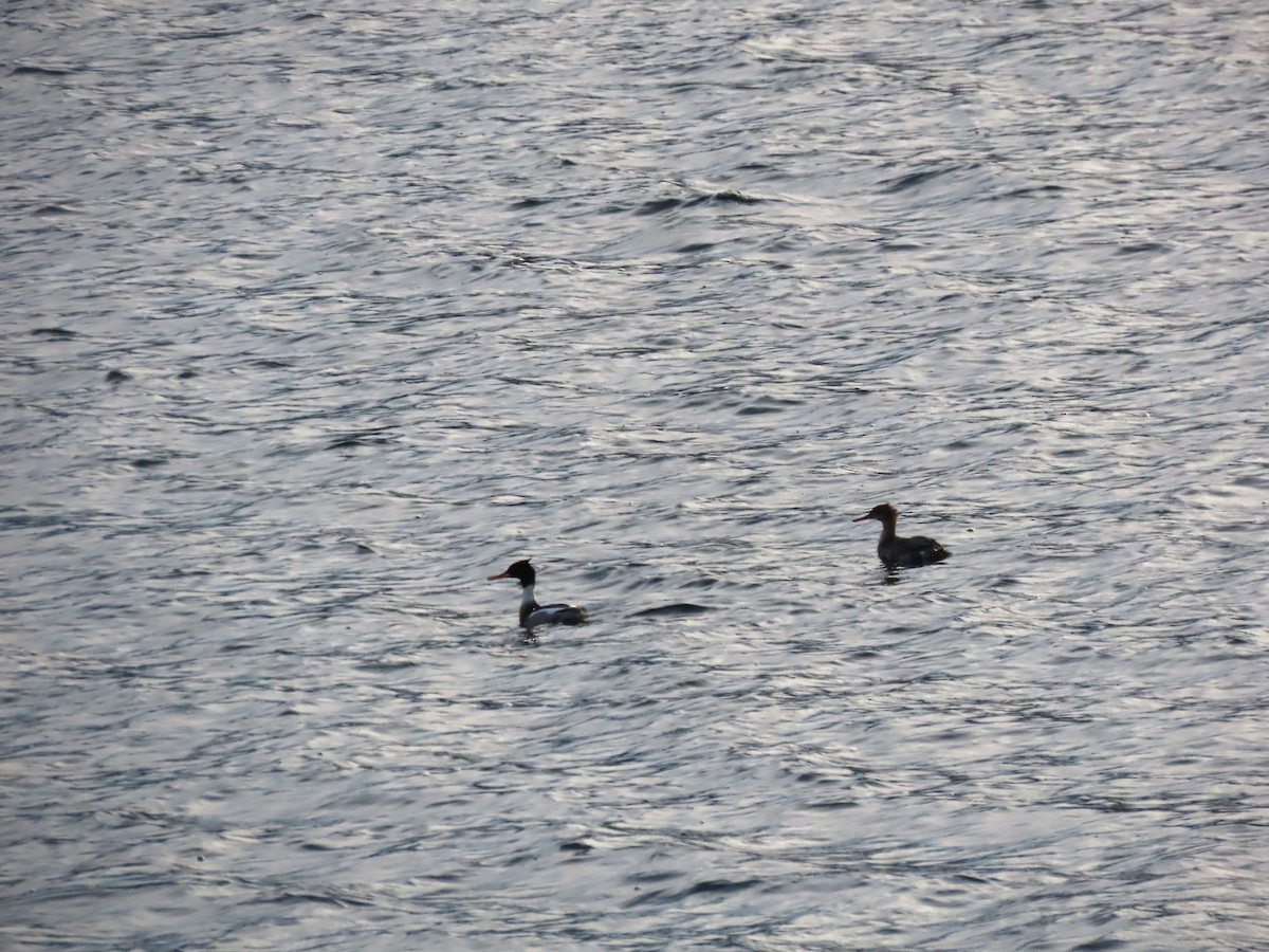 Red-breasted Merganser - ML646314280