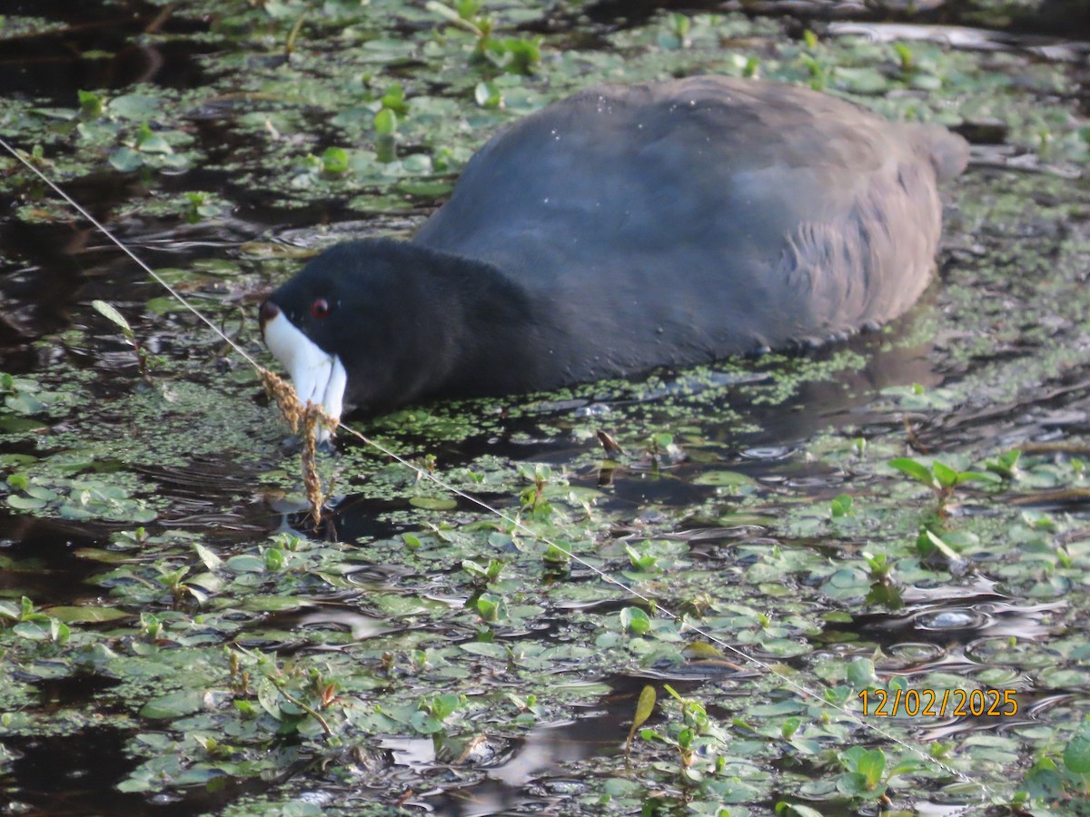 Лиска американська - ML646314281