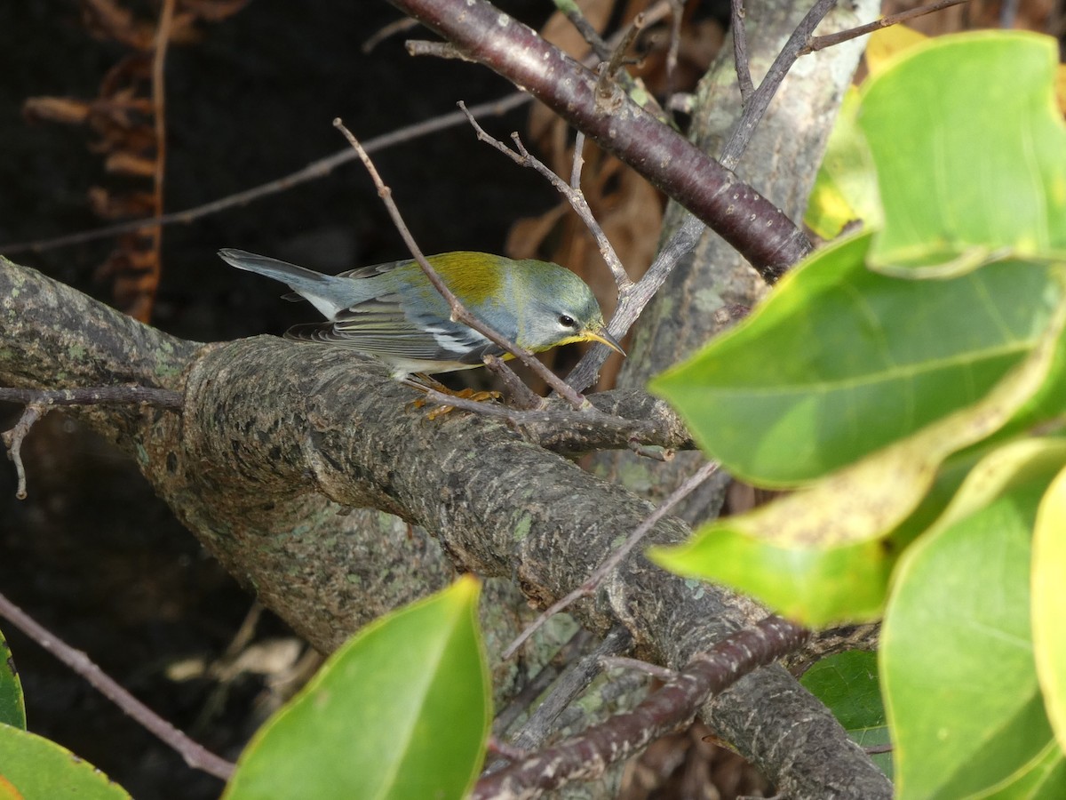 lesňáček lišejníkový - ML646314282