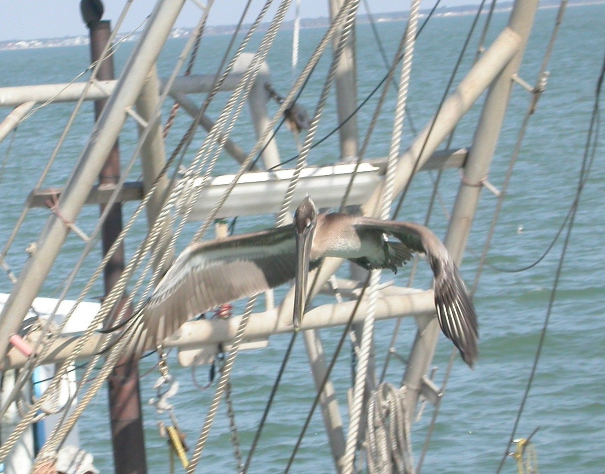 Brown Pelican - ML646314283