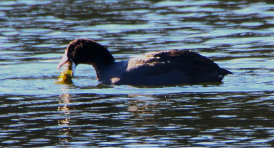 Лиска американська - ML646314284