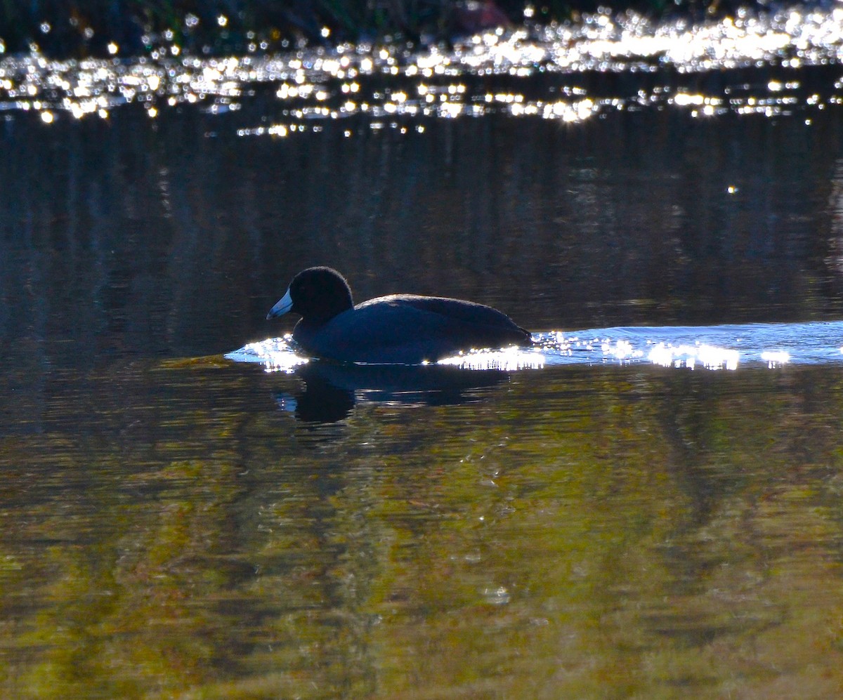 Лиска американська - ML646314285