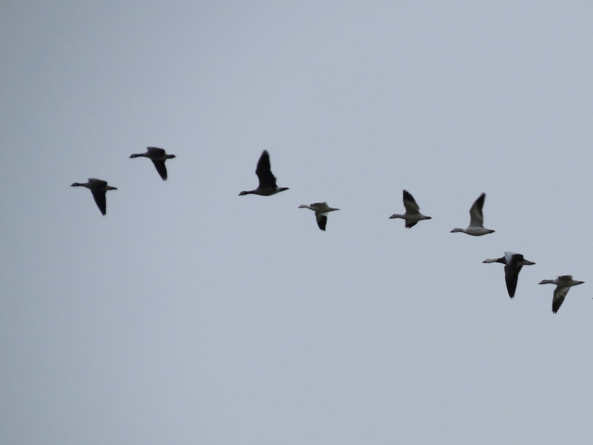 Ross's Goose - ML646314286